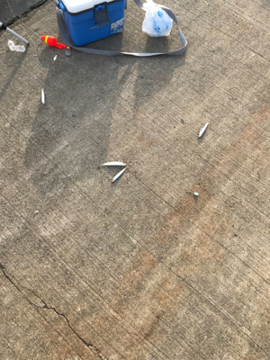 大磯港でサビキ釣り