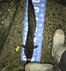 夕方からナマズゲーム