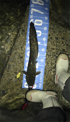 夕方からナマズゲーム