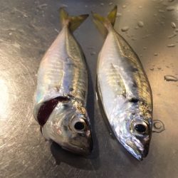 SLSJで夕まづめの豆アジ