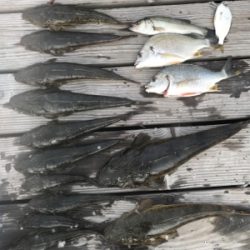 浜名湖ボートでマゴチ爆釣