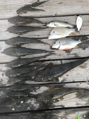 浜名湖ボートでマゴチ爆釣