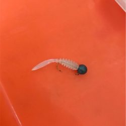 久々のライトゲーム