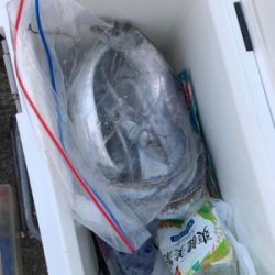 人工島で今年初タチウオ!