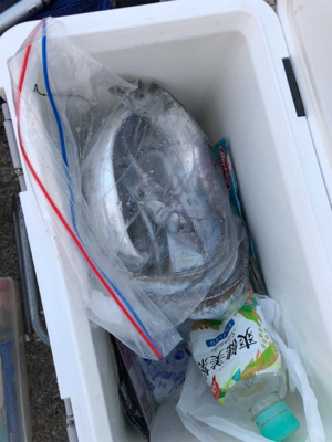 人工島で今年初タチウオ!