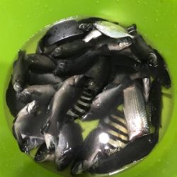 大磯港でサビキ釣り