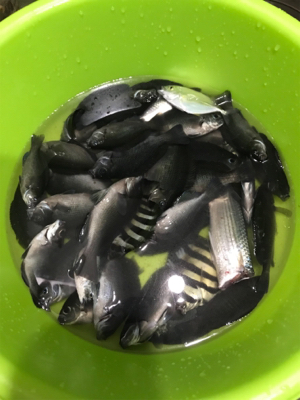 大磯港でサビキ釣り