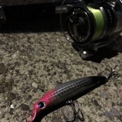 活性高い シーバス