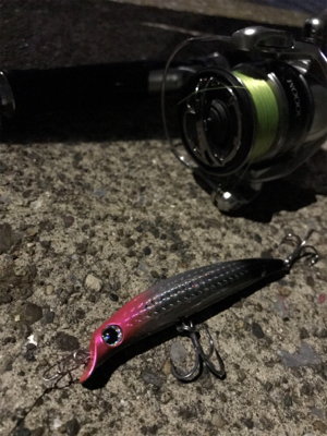 活性高い シーバス