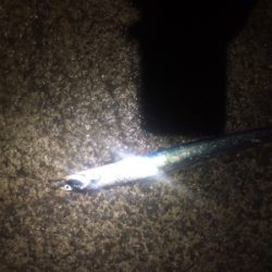 まだまだ小さい