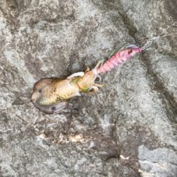 雨でしたが、本場はやはり違いますね。