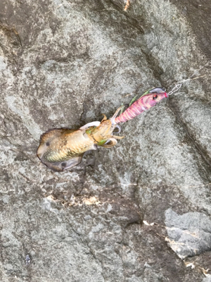 雨でしたが、本場はやはり違いますね。