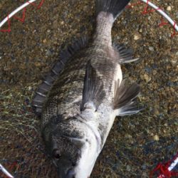 朝まずめ釣行 いい濁り