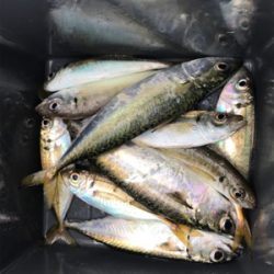 今日はサビキで。