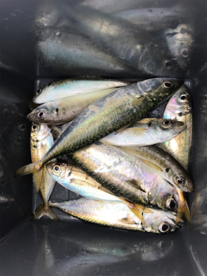 今日はサビキで。