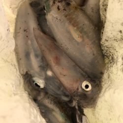 明日の晩ごはん