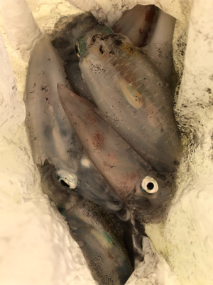 明日の晩ごはん