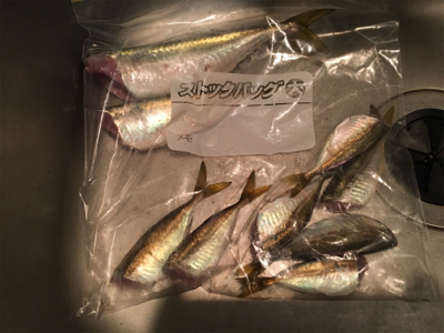 (‘-‘ 鯵)з(‘-‘ 鯖)з