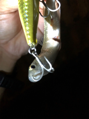 シーバススーパーボイル！