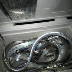 とうとうホームにも、やってきた！