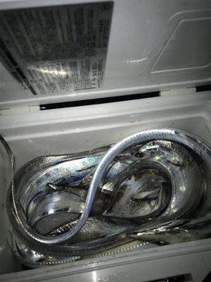 とうとうホームにも、やってきた！