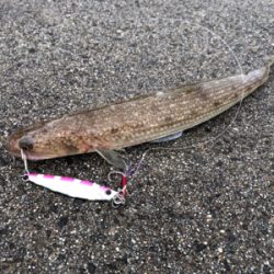 アオリを求めて(和歌山由良編)