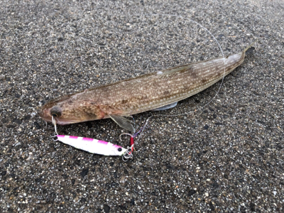 アオリを求めて(和歌山由良編)