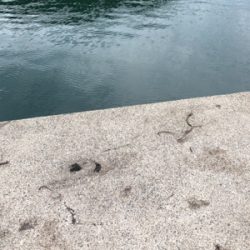 サイズアップしてました