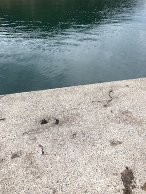 サイズアップしてました