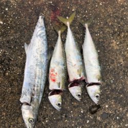台風明けて初めての釣行
