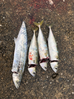 台風明けて初めての釣行