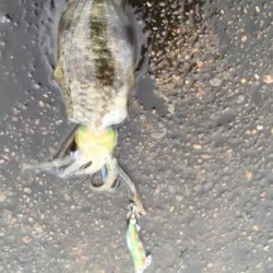 仕事前の新子調査