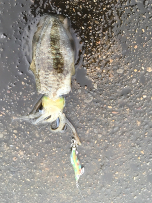 仕事前の新子調査