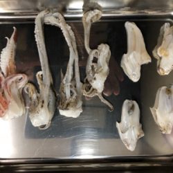 アオリとケンサキ