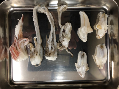 アオリとケンサキ