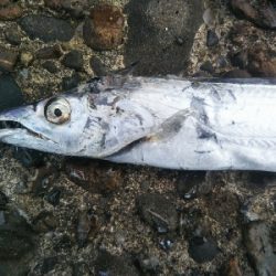 辰巳でタチウオとチヌ