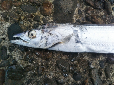 辰巳でタチウオとチヌ