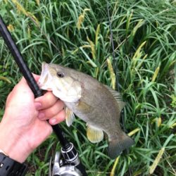 夕まずめに淀川♪