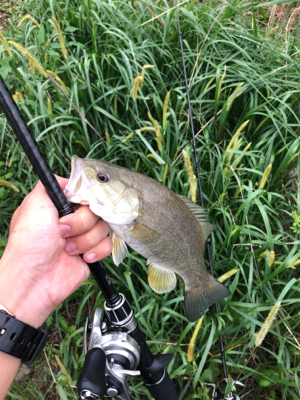 夕まずめに淀川♪