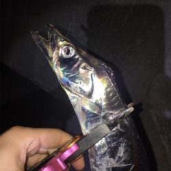 ひっさびさタチウオ釣行