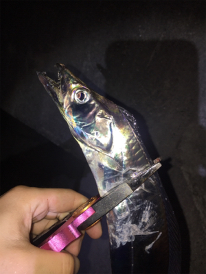 ひっさびさタチウオ釣行