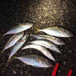 濁りまくりアジング