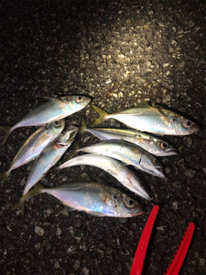 濁りまくりアジング