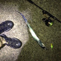 タチウオワインド好調だがサイズは小ぶり