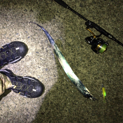 タチウオワインド好調だがサイズは小ぶり