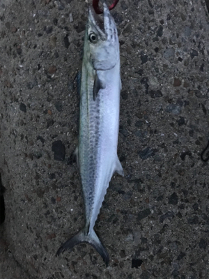 サゴシとサバ(T . T)