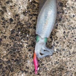 秋イカを求めて