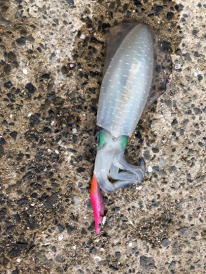 秋イカを求めて