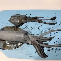 早朝エギング、今期二回目