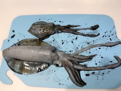 早朝エギング、今期二回目